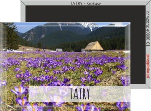 Magnes prostokątny | Tatry | Krokusy